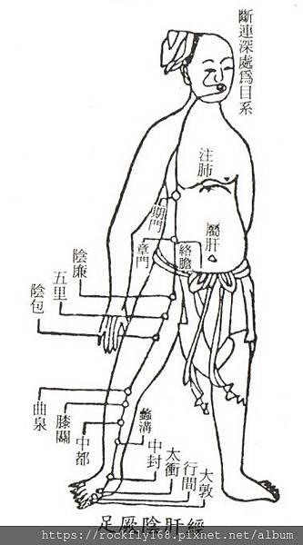 足厥陰肝經01.jpg