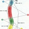 脊椎的凹凸.JPG