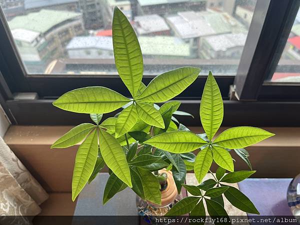 偶思（8）：「自心平等而住」的步驟（2）：覺察（2）：202