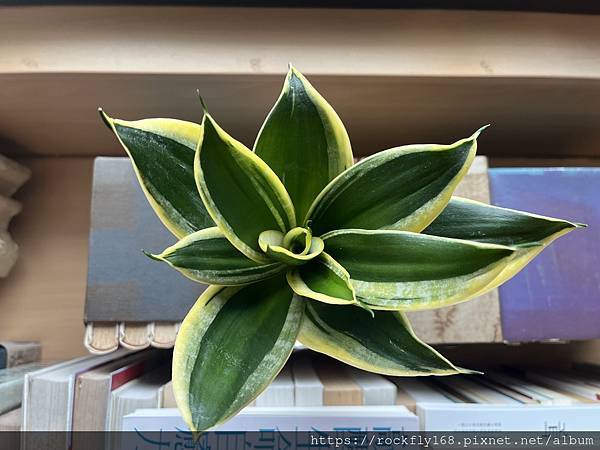 偶思（10）：「自心平等而住」的步驟（4）：劇場訓練：202