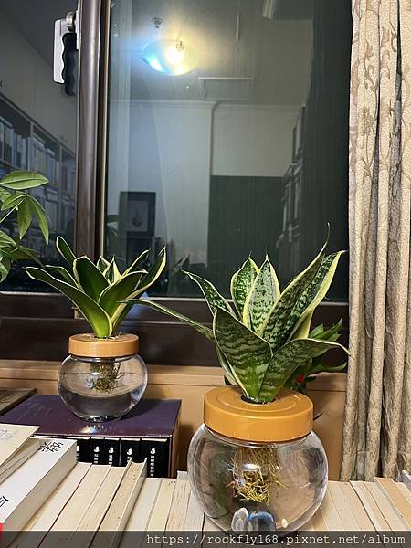 偶思（7）：「自心平等而住」的步驟（1）：覺察：202412