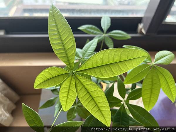 偶思（9）：「自心平等而住」的步驟（3）：我的認識自己：20