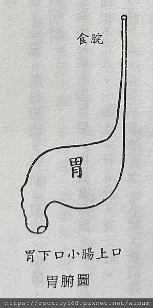 胃.JPG
