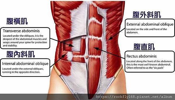 腹部肌肉.JPG