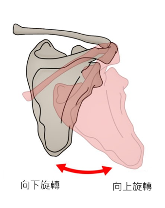 你的肩胛失控了嗎 禾心物理治療所小教室 痞客邦 你的肩胛失控了嗎 禾心物理治療所小教室 痞客邦