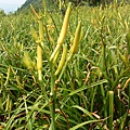 富里-六十石山-金針花5