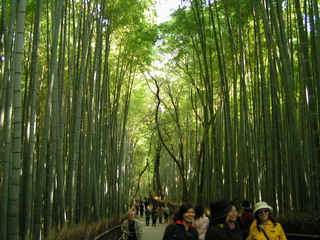 京都天龍寺外的竹林