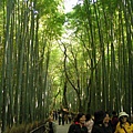 京都天龍寺外的竹林