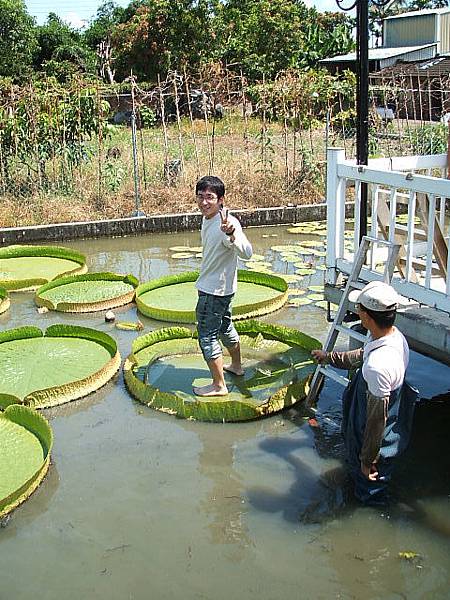 童男1號