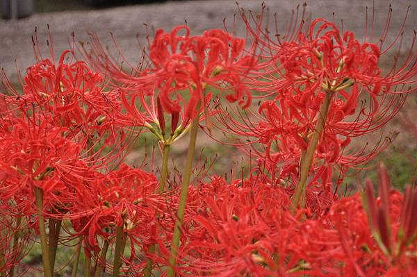 日本最大的野生群 曼珠沙華 又別名彼岸花 小藍i旅行 痞客邦 日本最大的野生群 曼珠沙華 又別名彼岸花 小藍i旅行 痞客邦