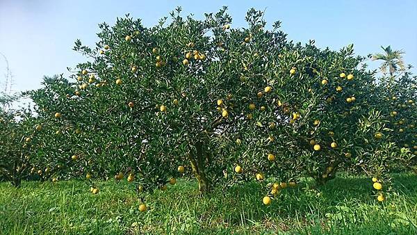 15350492_1599044620403820_5664793607824931211_n.jpg 15350492_1599044620403820_5664793607824931211_n.jpg