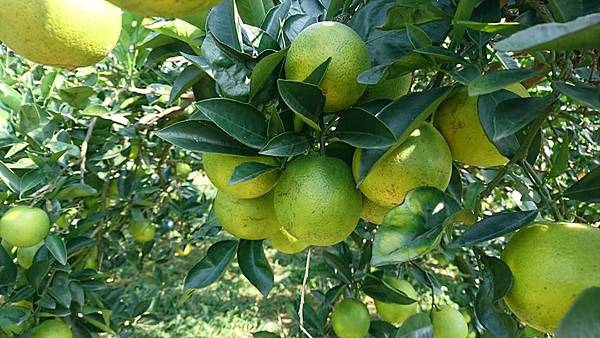 15073505_1592005024441113_461366286382650397_n.jpg 15073505_1592005024441113_461366286382650397_n.jpg