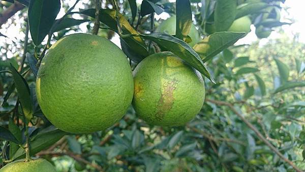 14721743_1210893185646054_7419856122250349300_n.jpg 14721743_1210893185646054_7419856122250349300_n.jpg