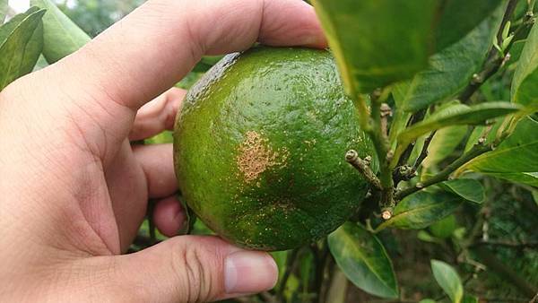 14724467_1212669782135061_2273235951427791748_n.jpg 14724467_1212669782135061_2273235951427791748_n.jpg