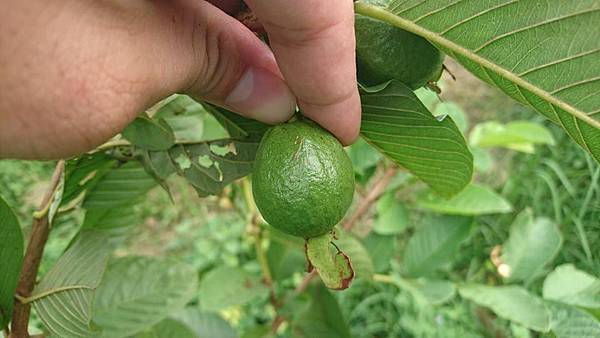 14705849_1212669795468393_5752276705583781214_n.jpg 14705849_1212669795468393_5752276705583781214_n.jpg