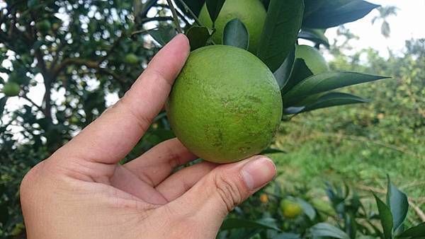 14657434_1210893162312723_1289147328235690059_n.jpg 14657434_1210893162312723_1289147328235690059_n.jpg