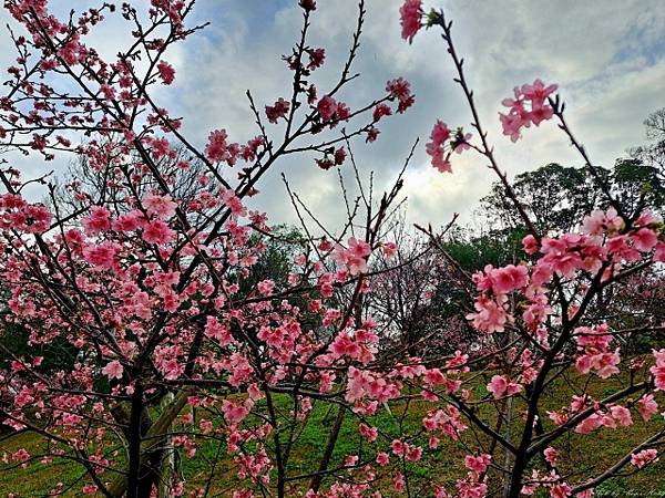 新竹公園賞櫻