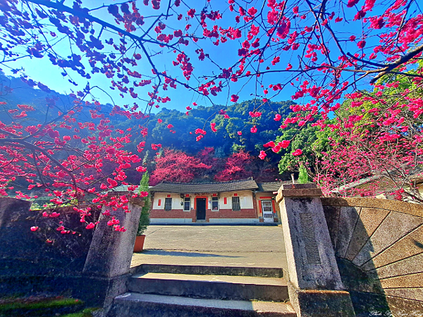員林湖水路老厝櫻花