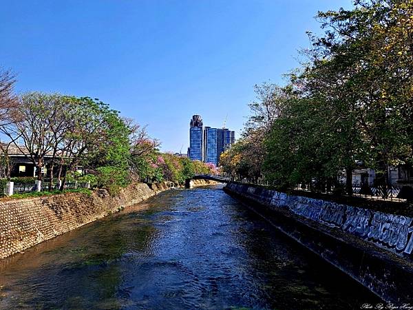 台中西屯朝馬運動中心旁風鈴木2025