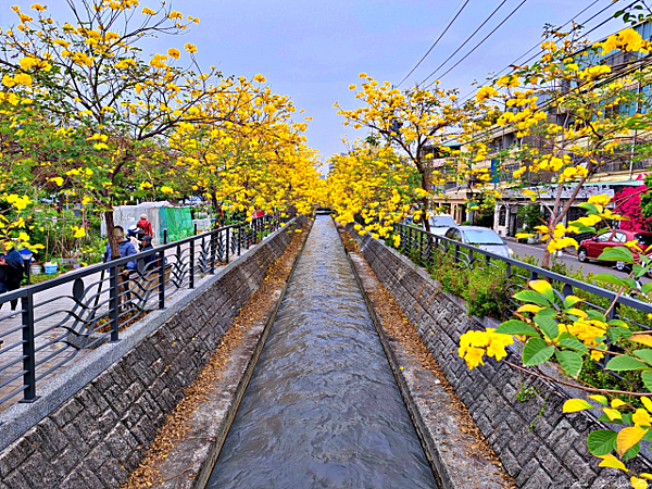 員林八堡一圳黃花風鈴木2025