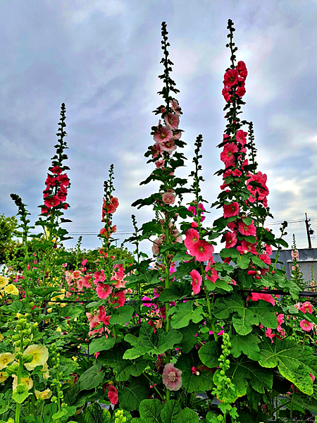 2025春日賞花之旅--遲來的木棉季與盛開的蜀葵季