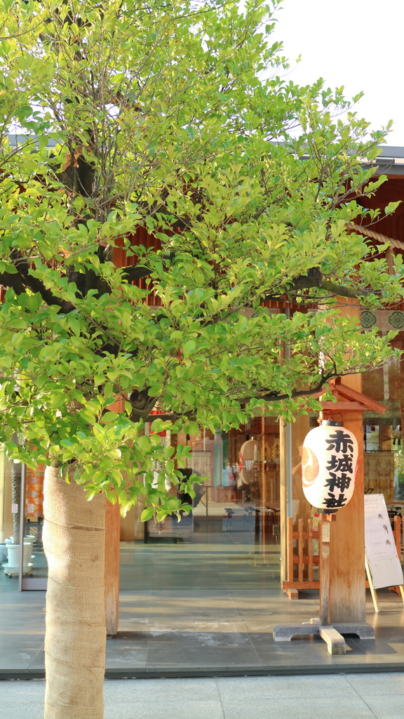 D3赤城神社10.JPG