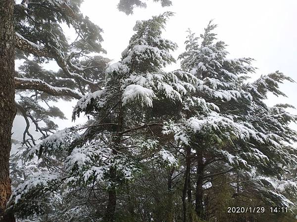 年初五～天池山莊追雪去_200131_0002.jpg