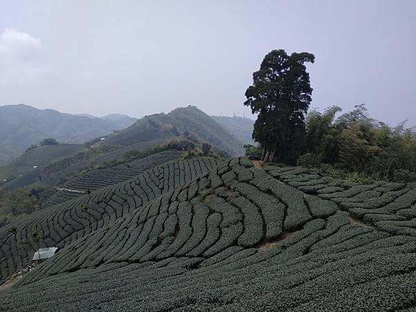 雲嘉7連峰_200209_0090.jpg