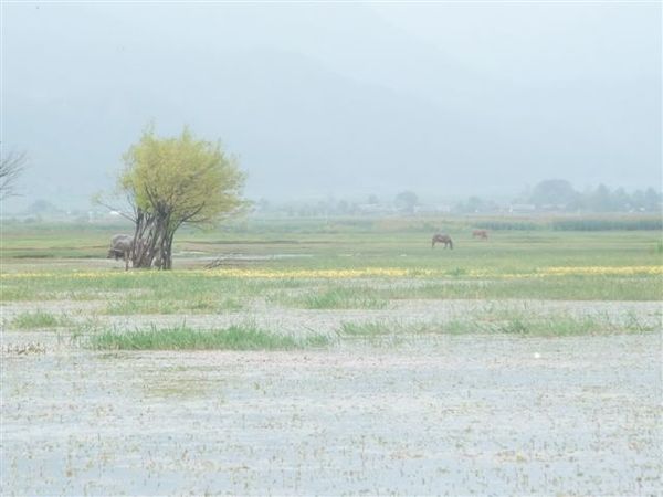 拉市海沿岸風光.JPG