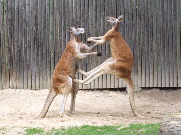 Red_Kangaroo_Adult_Males_Fighting_Boxing