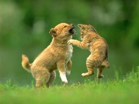 dogs-and-cats-fighting