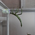 DSC_0530.jpg