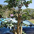 IMGP4109.JPG