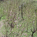 IMGP4603.JPG