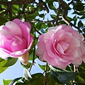 IMGP4098.JPG