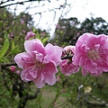 IMGP4680.JPG