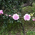 IMGP4626.JPG