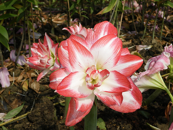 IMGP5280.JPG