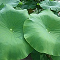 IMGP6743.JPG