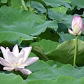 IMGP6766.JPG