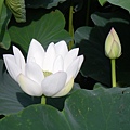 IMGP6767.JPG