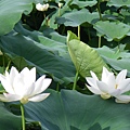 IMGP6768.JPG