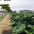 IMGP6769.JPG