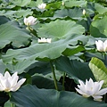 IMGP6780.JPG