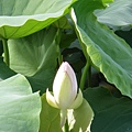 IMGP6781.JPG