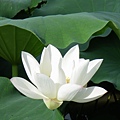 IMGP6783.JPG