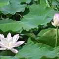 IMGP6787.JPG