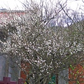 IMGP4642.JPG