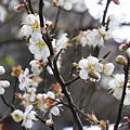 IMGP4650.JPG