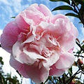 IMGP4694.JPG